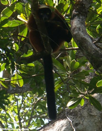 Varecia variegata rubra lemur in Masoala NP