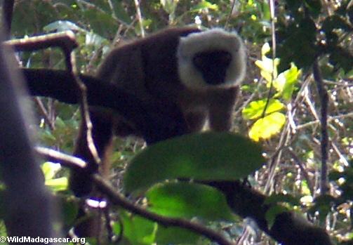 Weiß-konfrontiertes braunes lemur