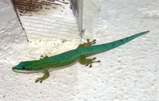 Phelsuma hielscheri day gecko in Morondava (Morondava)