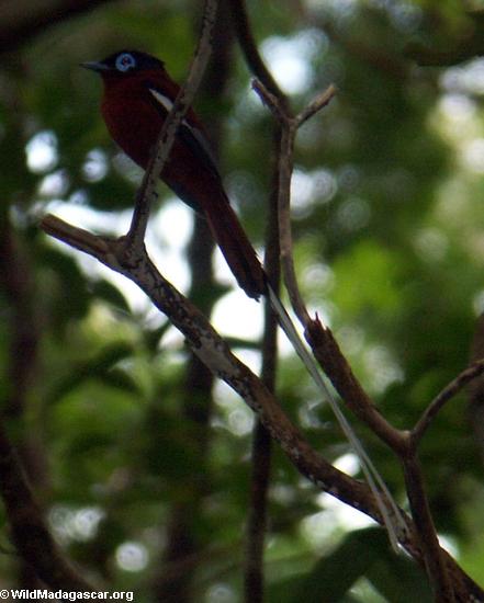 Madagascar Paradise-Flycatcher (Nosy Mangabe)