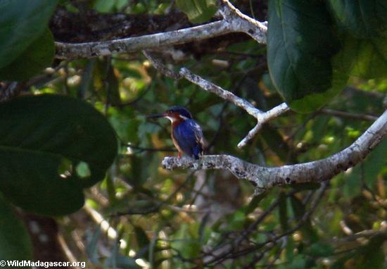 Malagasy Kingfisher (Alcedo vintsioides) (Nosy Mangabe)