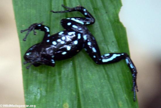 Mantella laevigata frog