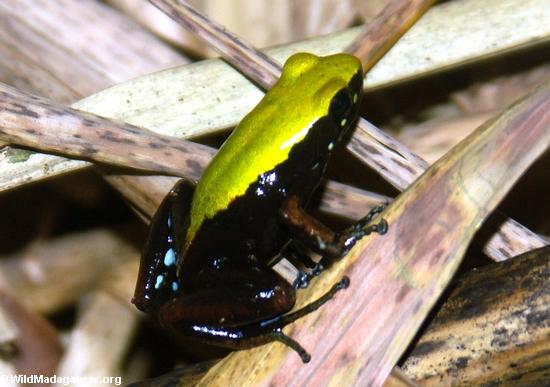 Mantella s'élevant vert (laevigata de Mantella)