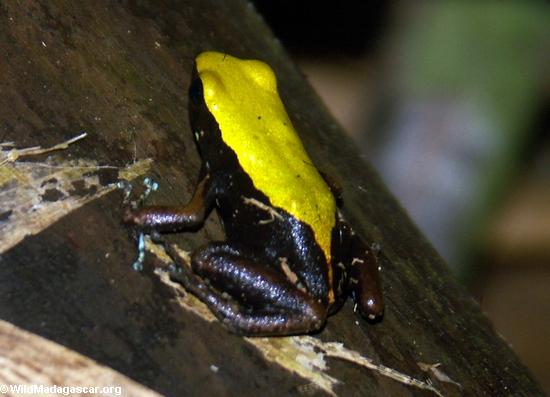 Mantella laevigata