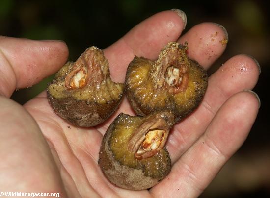 Fruta masticada por aye-aye el lemur