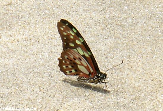 Mariposa en la playa