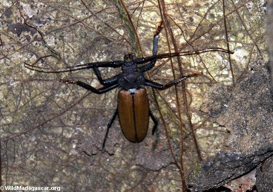 Longhorn Beetle (Cerambycidae) (Nosy Mangabe)