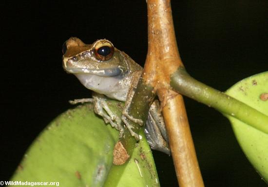 Boophis frog