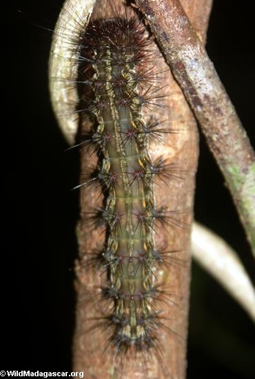 Arctiidae Caterpillar (Nosy Mangabe)