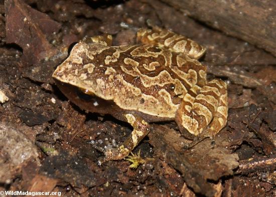 Plethodontohyla notosticta frog on Nosy Mangabe (Nosy Mangabe)