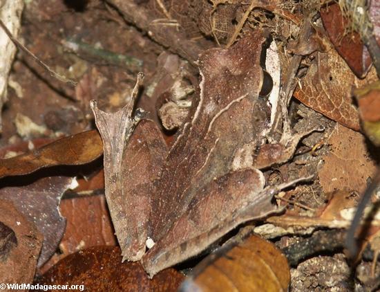 Rana de la hoja de Uknown en Mangabe Nosy