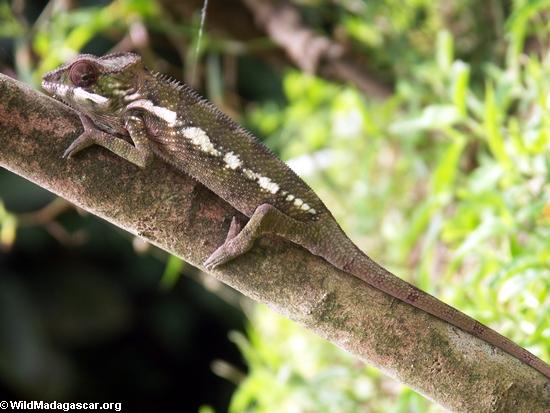 Jeune caméléon de pardalis