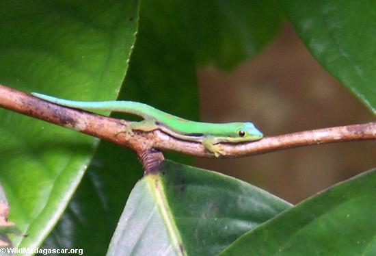 Phelsuma Day Gecko (Phelsuma lineata bombetokensis), Nosy Mangabe (Nosy Mangabe)