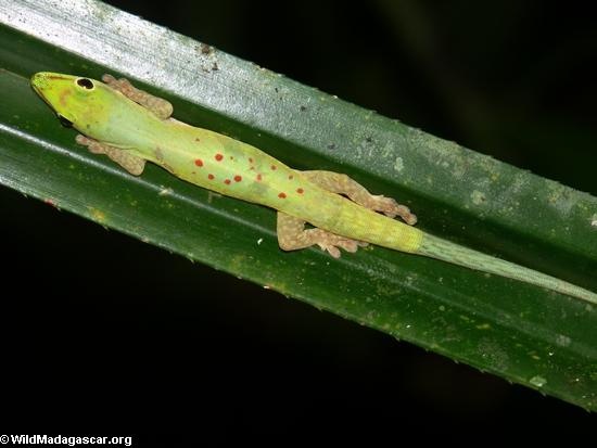 Phelsuma Day Gecko in leaf (Nosy Mangabe)