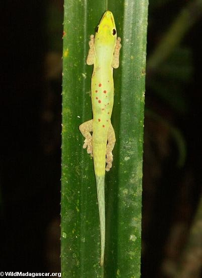 Phelsuma guttata Gecko in leaf (Nosy Mangabe)