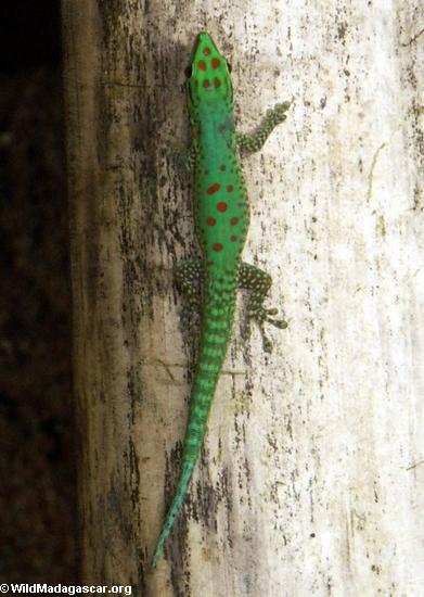 Phelsuma guttata Day Gecko on bamboo (Nosy Mangabe)