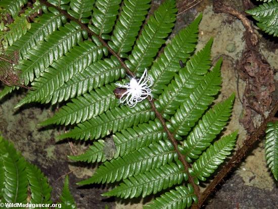 Phromnia rosea nymphs (Nosy Mangabe)