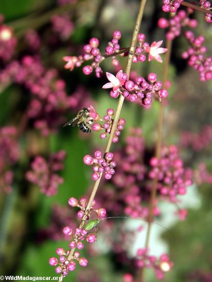 Flores y abeja rosadas