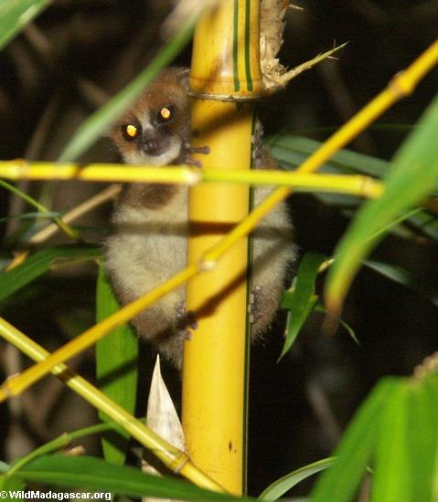 Brown mouse lemur (Nosy Mangabe)