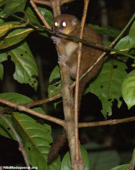 Microcebus rufus lemur (Nosy Mangabe)