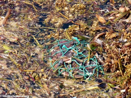 Seeschildkröte tot in fischendem Netz