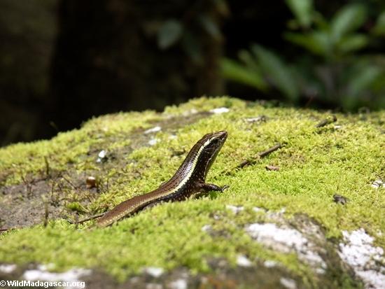 Skink in moss