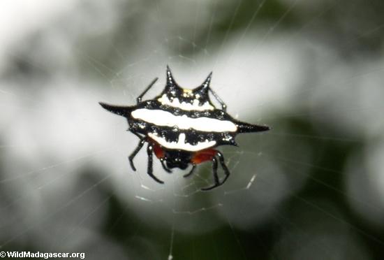 Black and white thorn spider (Nosy Mangabe)