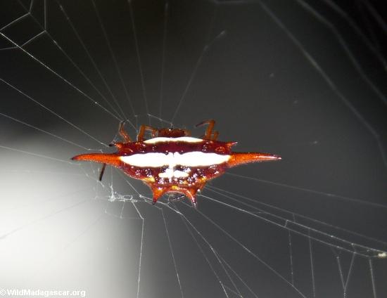 Araña anaranjada y blanca de la espina