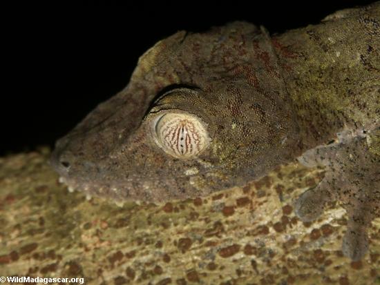 Gecko feuille-coupé la queue par fimbriatus d'Uroplatus