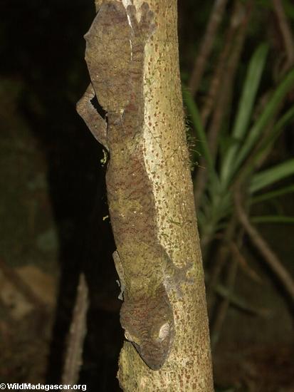 Blatt-angebundener Gecko