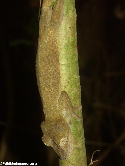 Uroplatus fimbriatus auf Nosy Mangabe