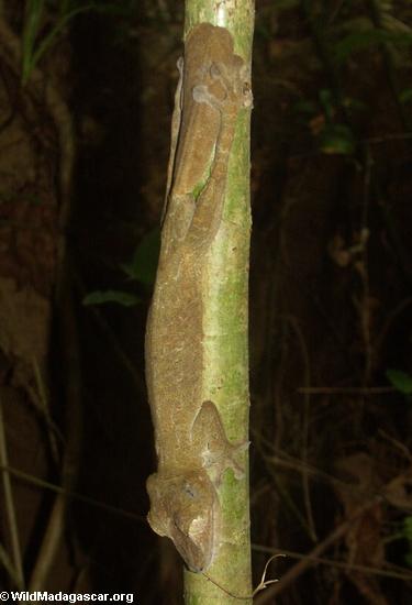 Uroplatus fimbriatus Gecko auf Nosy Mangabe