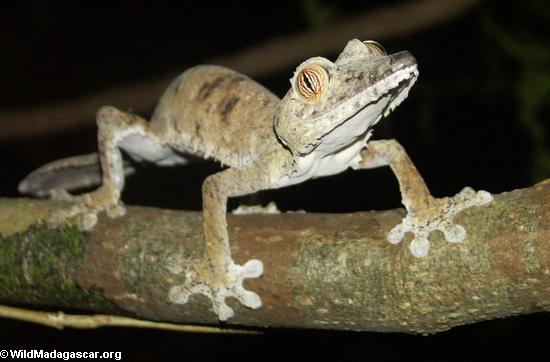 Uroplatus fimbriatus gecko on Nosy Mangabe