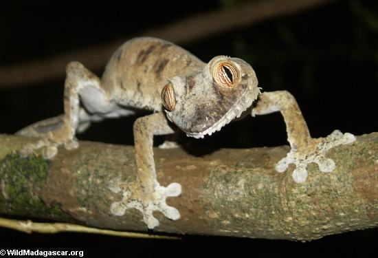 Gecko del fimbriatus de Uroplatus en Mangabe Nosy