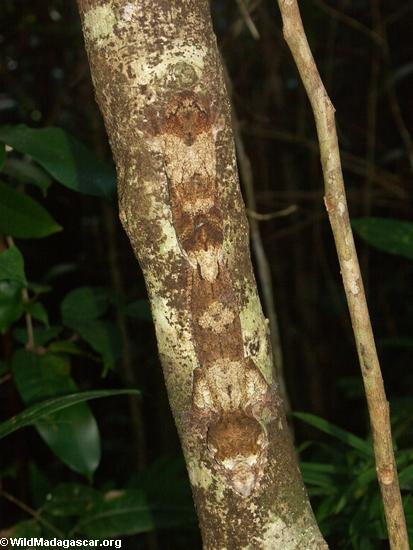 Uroplatus fimbriatus Gecko auf Nosy Mangabe