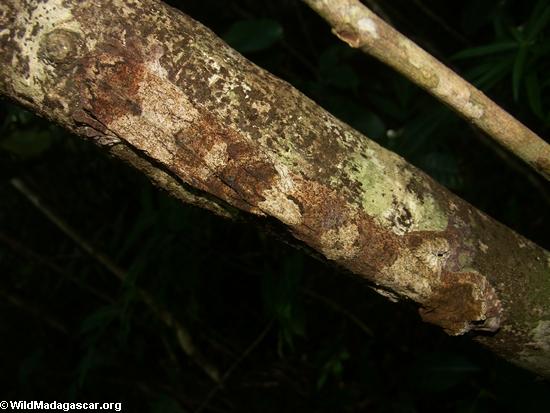 Uroplatus fimbriatus gecko on Nosy Mangabe