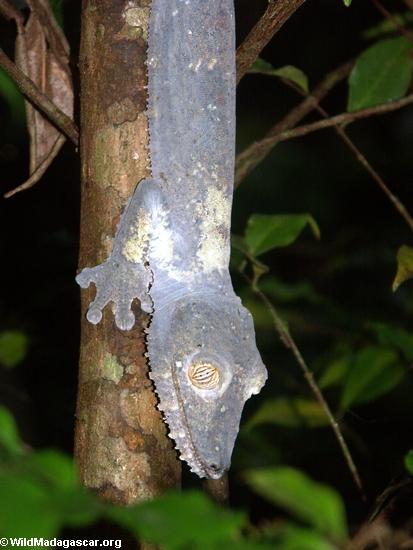 Uroplatus fimbriatus gecko on Nosy Mangabe (Nosy Mangabe)