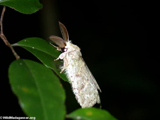 Polilla blanca