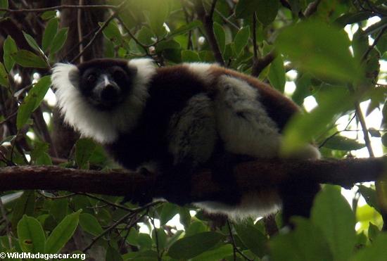Weißes getrumpftes lemur