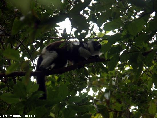 Weißes getrumpftes lemur (Varecia variegata variegata)