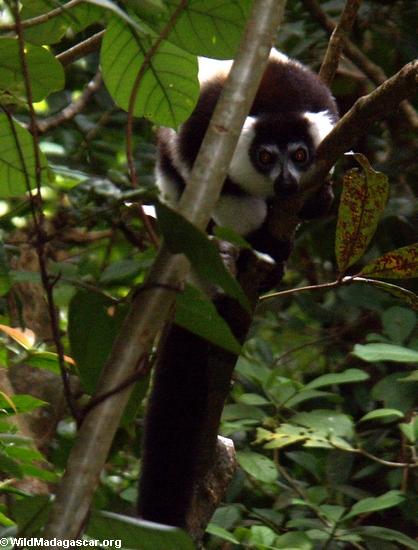 Lemur do variegata do variegata de Varecia