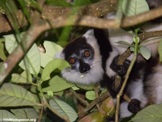 Le blanc ruffed le lemur alimentant sur le tamarinier