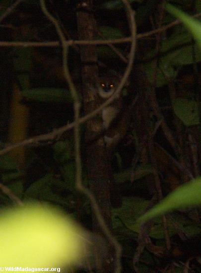 Lemur del este Mangabe