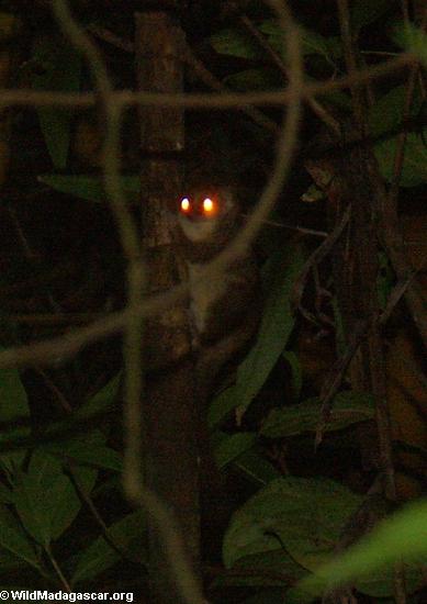 Laniger d'Avahi (lemur de woolley) 