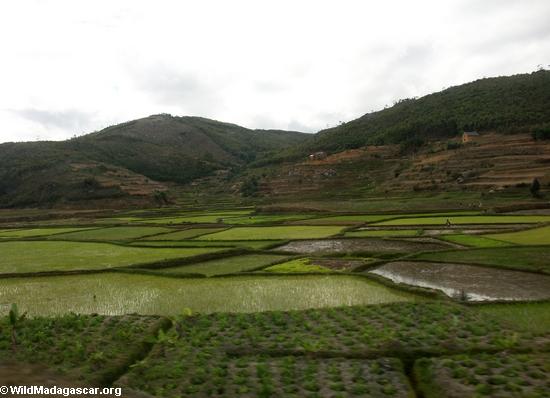 Rice fields between Andasibe and Tana (RN2)