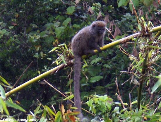 Grey Bamboo Lemur (Andasibe)