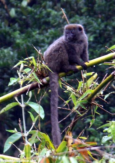 Grey Bamboo Lemur(Andasibe)