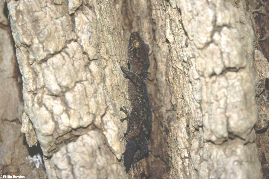 Adult Paroedura bastardi gecko (Lake Antafoky / Sept Lacs )