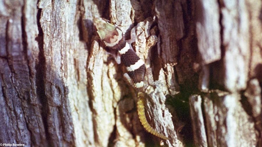 Juvenile Paroedura bastardi gecko (Lake Antafoky / Sept Lacs )