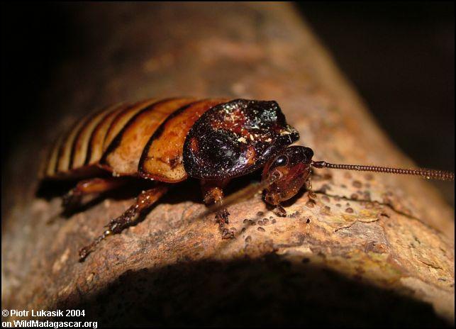 Pictures Of Madagascar Hissing Cockroach - Free Madagascar Hissing Cockroach pictures 